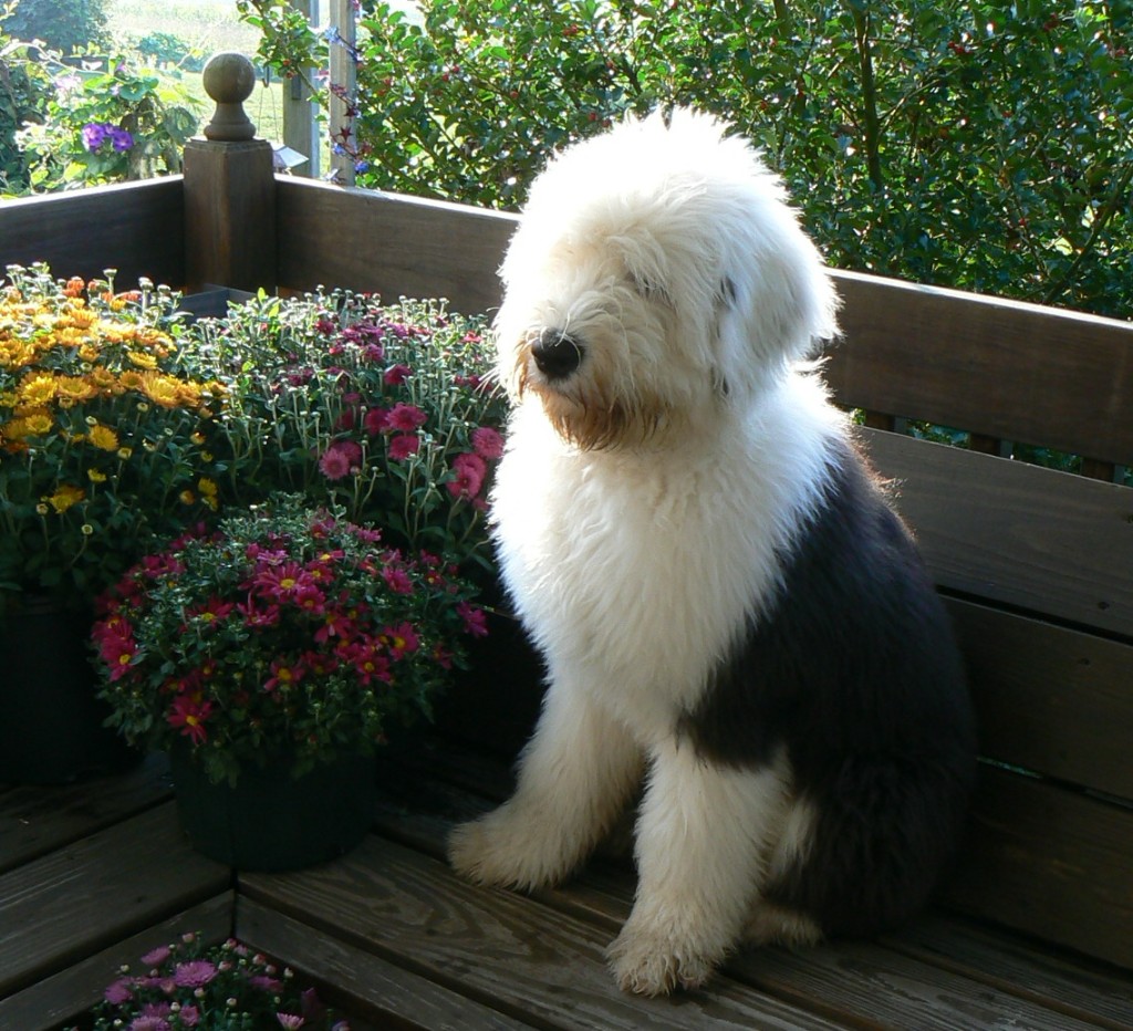 One of Renie's Old English Sheepdogs on the garden bench, surrounded by flowers