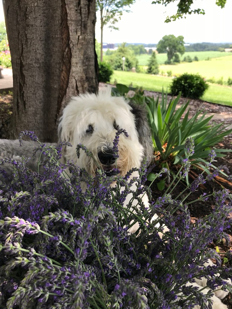 One of Renie's therapy-trained Old English Sheepdogs resting among the lavender in her garden
